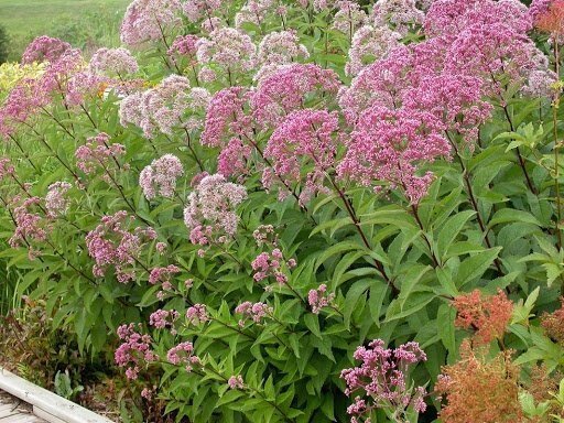 200 Joe Pye Weed Eutrochium Seeds Organic Easy to Grow