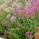 200 Joe Pye Weed Eutrochium Seeds Organic Easy to Grow