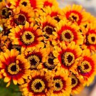 25 Zinnia Sombrero Seeds Organic Easy to Grow