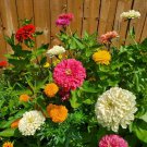 100 Giant Double Zinnia Mix Seeds Organic Easy to Grow