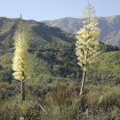 50 Our Lord'S Candle Chaparral Whipplei Yucca Seeds Easy to Grow