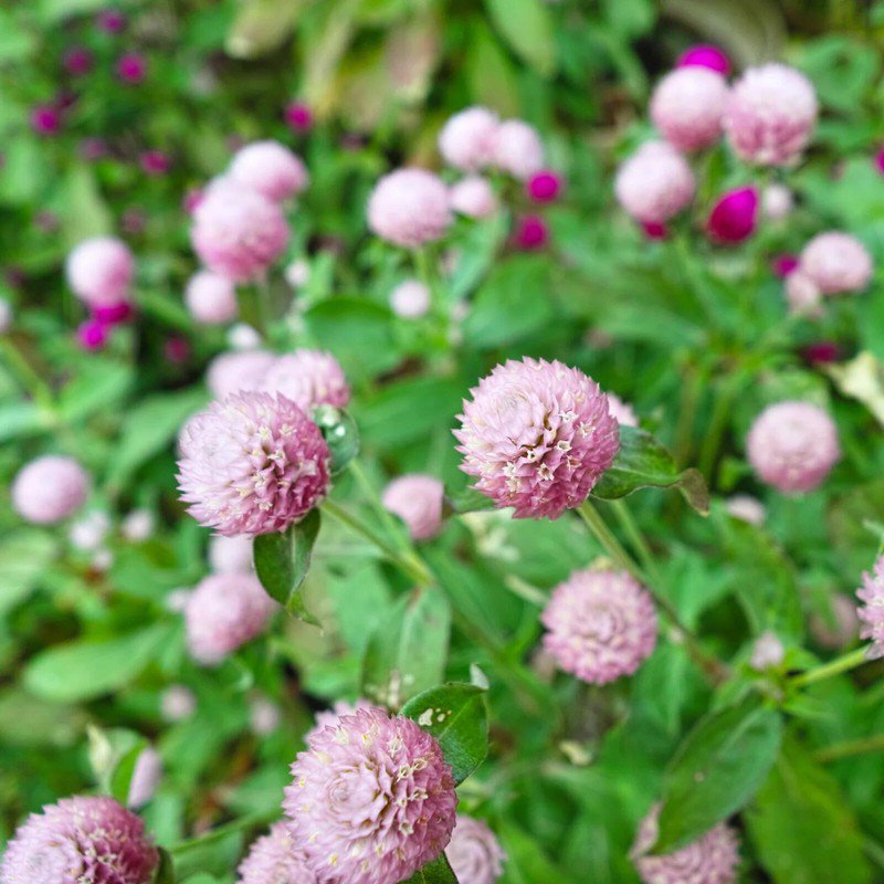 200 Frosty Pink Globe Amaranth Gomphrena Seeds Organic Easy to Grow