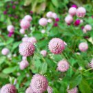 200 Frosty Pink Globe Amaranth Gomphrena Seeds Organic Easy to Grow 200 Frosty Pink Globe Amaranth Gomphrena Seeds Organic Easy to Grow