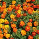 200 Sparky Mix Marigold Seeds Organic Easy to Grow