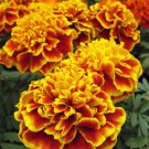 100 Flamenco Marigold Seeds Organic Easy to Grow