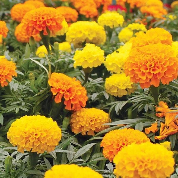 200 Crackerjack African Marigold Seeds Organic Easy to Grow