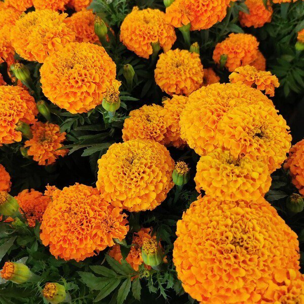 100 Orange Inca Marigold Seeds Organic Easy to Grow