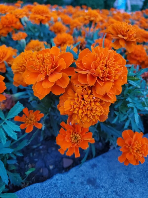 100 Gypsy Sunrise Dwarf Marigold Seeds Organic Easy to Grow