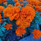 100 Gypsy Sunrise Dwarf Marigold Seeds Organic Easy to Grow