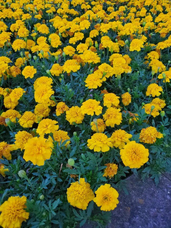 100 Yellow Cupid Dwarf Marigold Seed Mix Organic Easy to Grow