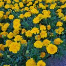 100 Yellow Cupid Dwarf Marigold Seed Mix Organic Easy to Grow