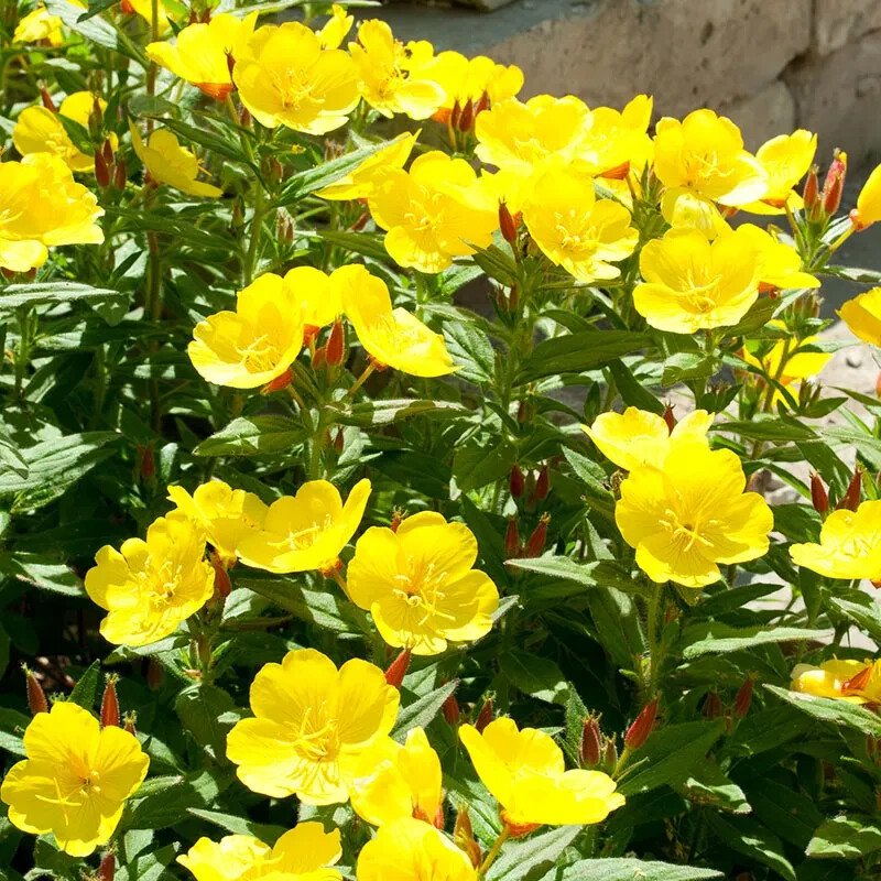 200 Evening Primrose Dwarf Perennial Organic Easy to Grow