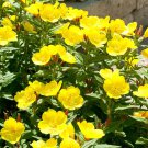 200 Evening Primrose Dwarf Perennial Organic Easy to Grow