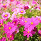 100 Cosmos Mix Seeds Organic Easy to Grow 100 Cosmos Mix Seeds Organic Easy to Grow