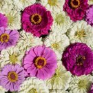 100 Blueberry Cheesecake Zinnia Mix Seeds Organic Easy to Grow