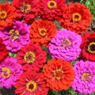 100 Merlot Zinnia Mix Seeds Organic Easy to Grow 100 Merlot Zinnia Mix Seeds Organic Easy to Grow