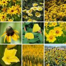 200 Yellow Wildflower Seed Mix Organic Easy to Grow
