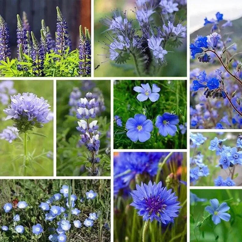 200 Blue Wildflower Seed Mix Organic Easy to Grow
