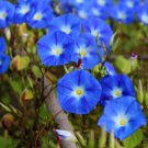 50 Heavenly Blue Morning Glory Seeds Organic Easy to Grow