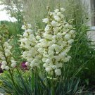 100 Adam'S Needle Yucca Seeds Organic Easy to Grow