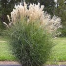 30 Miscanthus Japanese Silvergrass Seeds Organic Easy to Grow
