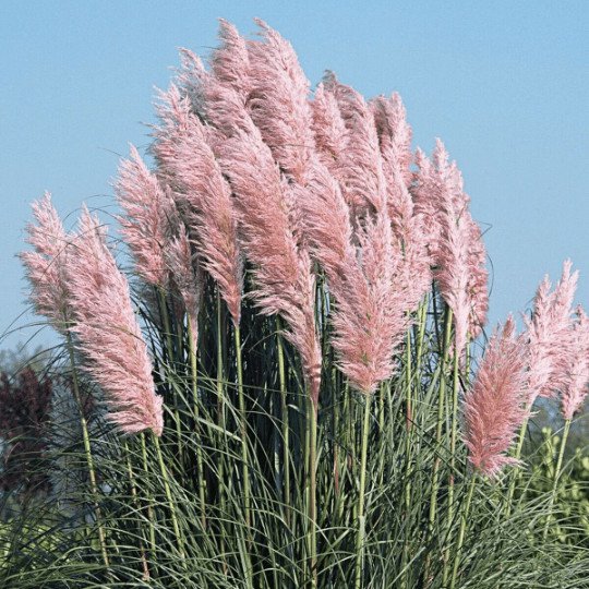 Pink Pampas Grass Seeds Perennial Organic Easy to Grow