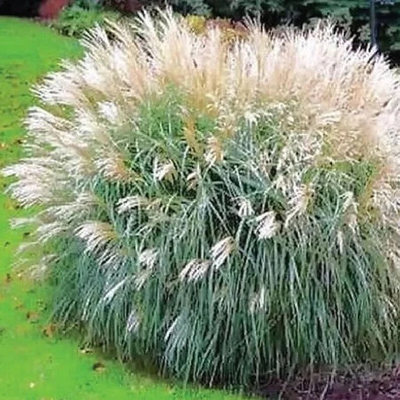100 Silver Morning Light Maiden Grass Miscanthus Organic Easy to Grow
