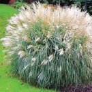 100 Silver Morning Light Maiden Grass Miscanthus Organic Easy to Grow