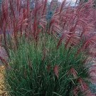 100 Purple Morning Light Maiden Grass Miscanthus Organic Easy to Grow