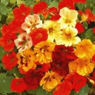 35 Nasturtium Dwarf Jewel Mix Seeds Organic Easy to Grow 35 Nasturtium Dwarf Jewel Mix Seeds Organic Easy to Grow