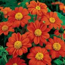 50 Fiesta Del Sol Tithonia Seeds Organic Easy to Grow