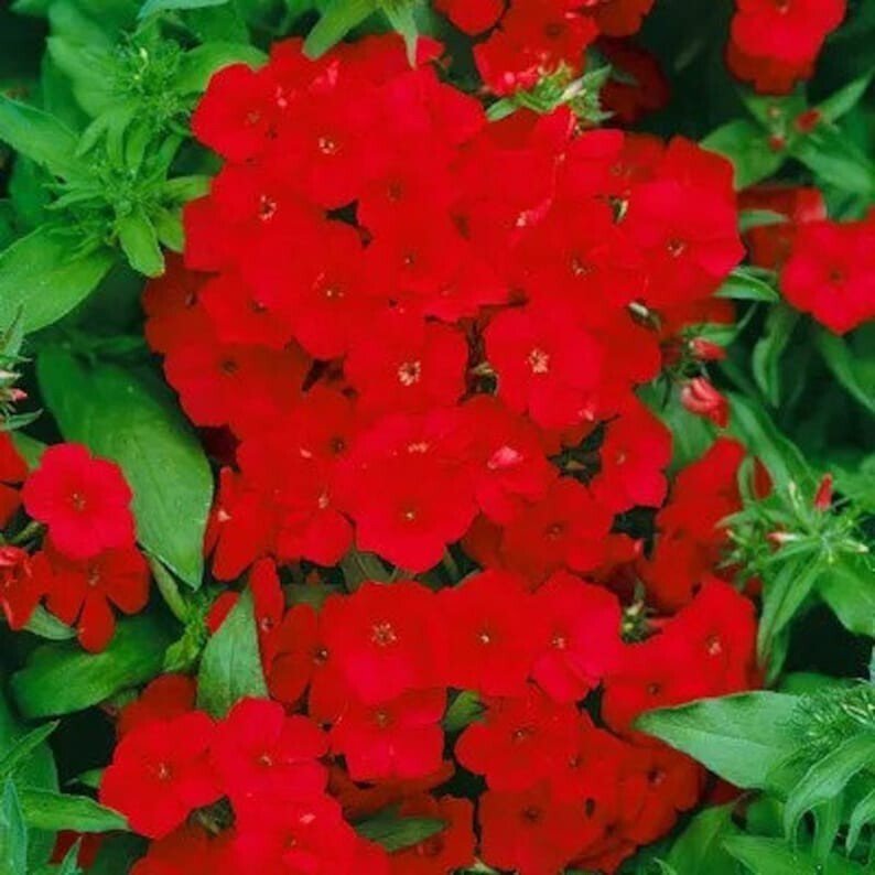 200 Red Drummond Phlox Seeds Organic Easy to Grow