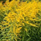 50 Stiff Goldenrod Solidago Seeds Perennial Organic Easy to Grow