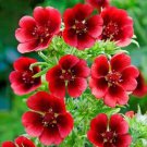 30 Monarch'S Velvet Potentilla Seeds Perennial Organic Easy to Grow