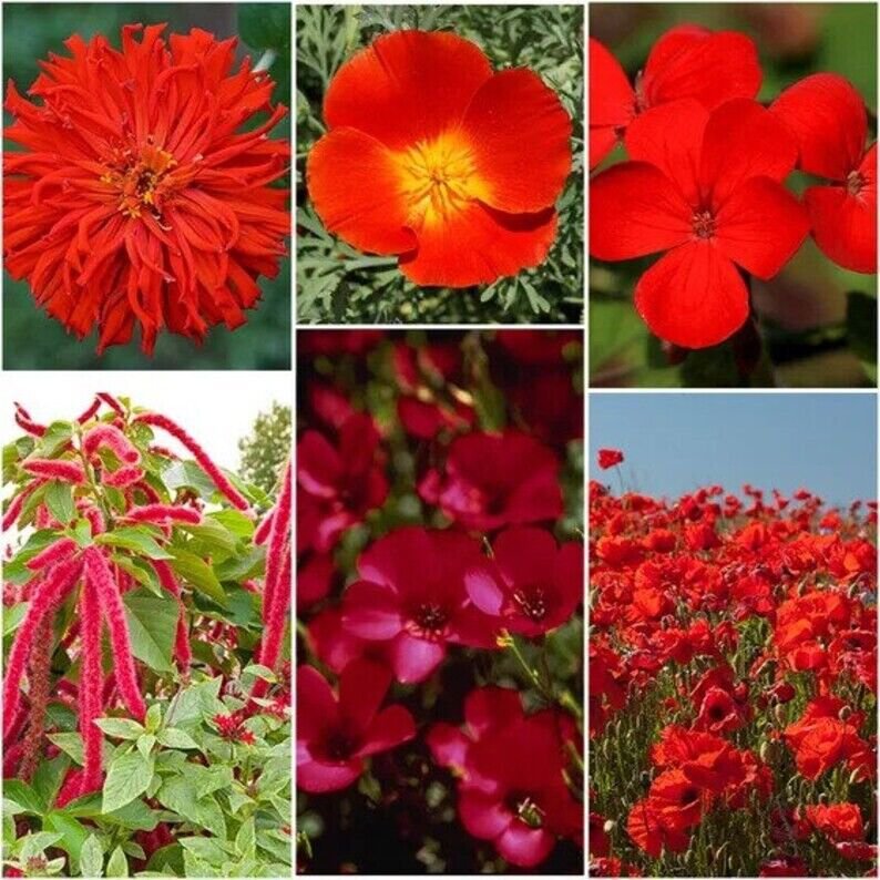 200 Red Wildflower Seed Mix Organic Easy to Grow