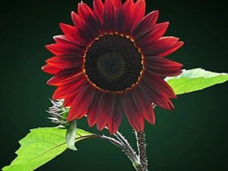 50 Chocolate Cherry Sunflower Seeds Organic Easy to Grow