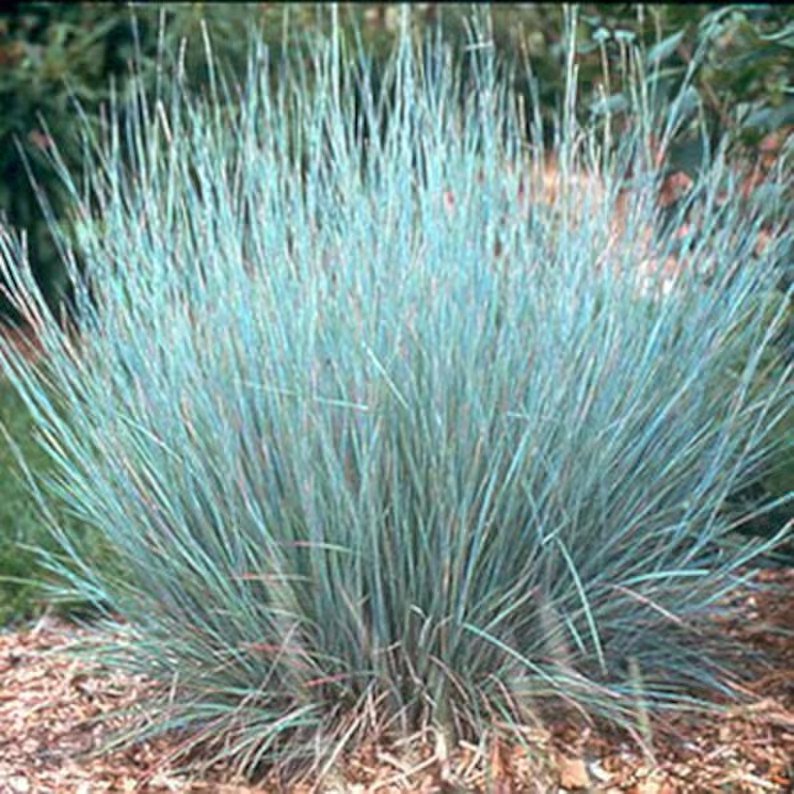 200 Little Bluestem Ornamental Grass Seed Organic Easy to Grow