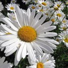200 Alaska Shasta Daisy Perennial Seeds Organic Easy to Grow