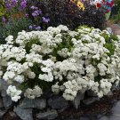 500 White Yarrow Seeds Achillea Organic Easy to Grow