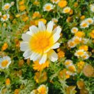200 Garland Daisy Seeds Organic Easy to Grow