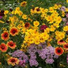 200 Kneehigh Wildflower Seeds Organic Easy to Grow