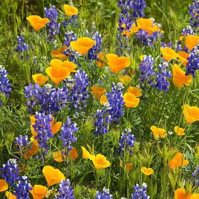 200 Deer Resistant Wildflower Seed Mix Organic Easy to Grow