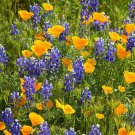 200 Deer Resistant Wildflower Seed Mix Organic Easy to Grow