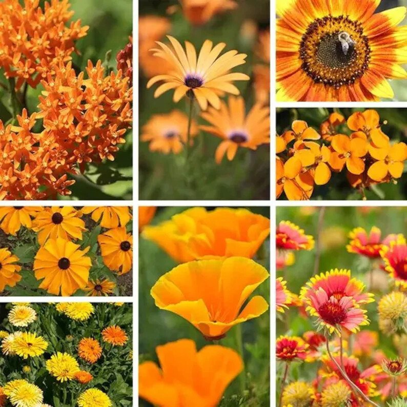 200 Orange Wildflower Seed Mix Organic Easy to Grow