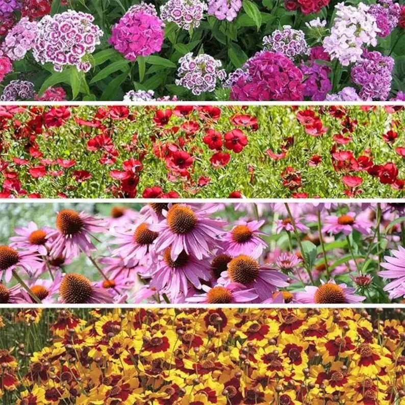 200 Shade Wildflower Seed Mix Organic Easy to Grow
