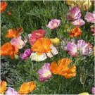 200 California Ballerina Poppy Mix Seeds Organic Easy to Grow