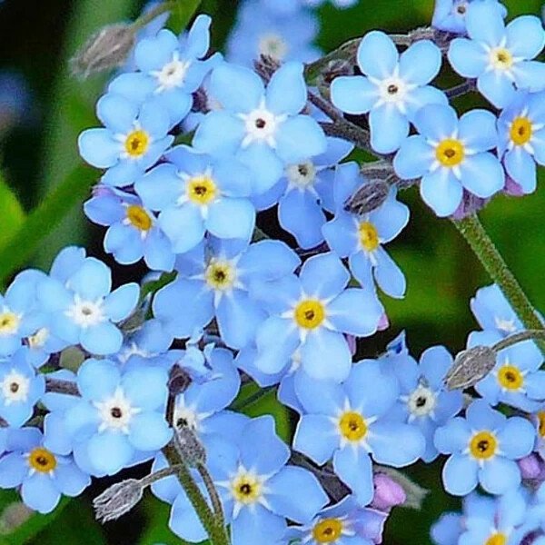 500 Forget Me Not Seeds Organic Easy to Grow
