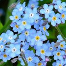 500 Forget Me Not Seeds Organic Easy to Grow