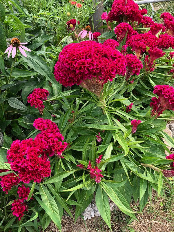 500 Cockscomb Pink Celosia Cristata Seeds Organic Easy to Grow