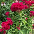 500 Cockscomb Pink Celosia Cristata Seeds Organic Easy to Grow